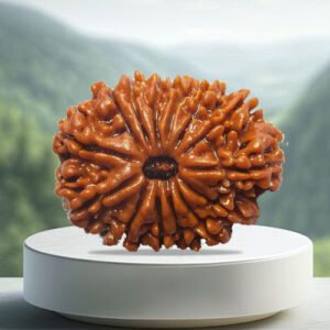 14 Mukhi Rudraksha
