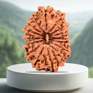 16 Mukhi Rudraksha