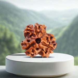 3 Mukhi Rudraksha