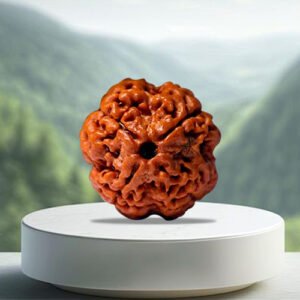 4 Mukhi Rudraksha