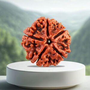 5 Mukhi Rudraksha