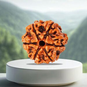 6 Mukhi Rudraksha